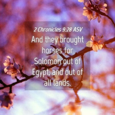 Picture 04 - 2 Chronicles 9:28 ASV - And they brought horses for Solomon out of Egypt, - Bible Verse Picture