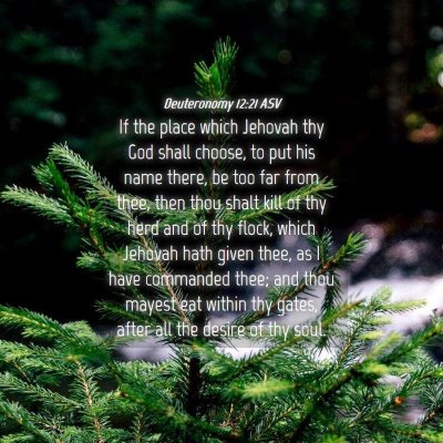 Picture 04 - Deuteronomy 12:21 ASV - If the place which Jehovah thy God shall choose, - Bible Verse Picture