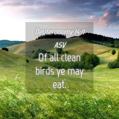 Picture 04 - Deuteronomy 14:11 ASV - Of all clean birds ye may - Bible Verse Picture