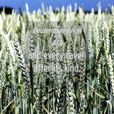 Picture 04 - Deuteronomy 14:14 ASV - and every raven after its - Bible Verse Picture