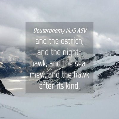Picture 04 - Deuteronomy 14:15 ASV - and the ostrich, and the night-hawk, and the - Bible Verse Picture