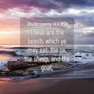 Picture 04 - Deuteronomy 14:4 ASV - These are the beasts which ye may eat: the ox, - Bible Verse Picture
