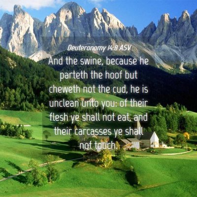 Picture 04 - Deuteronomy 14:8 ASV - And the swine, because he parteth the hoof but - Bible Verse Picture