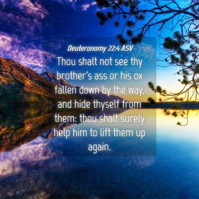 Picture 04 - Deuteronomy 22:4 ASV - Thou shalt not see thy brother's ass or his ox - Bible Verse Picture