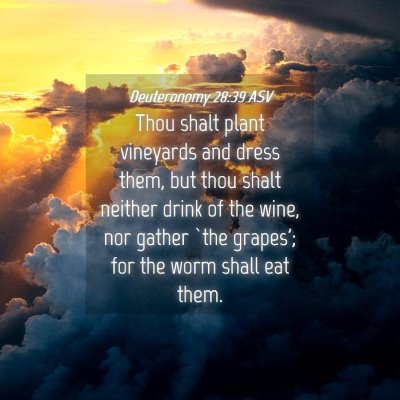 Picture 04 - Deuteronomy 28:39 ASV - Thou shalt plant vineyards and dress them, but - Bible Verse Picture
