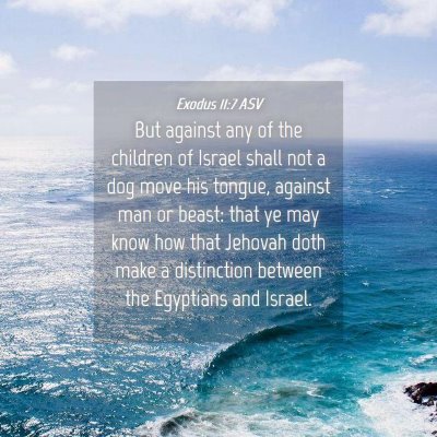 Picture 04 - Exodus 11:7 ASV - But against any of the children of Israel shall - Bible Verse Picture