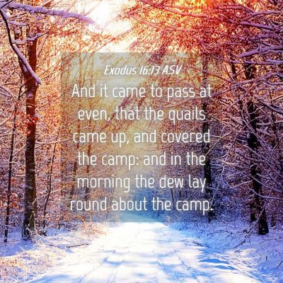 Picture 04 - Exodus 16:13 ASV - And it came to pass at even, that the quails came - Bible Verse Picture