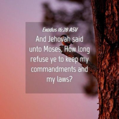 Picture 04 - Exodus 16:28 ASV - And Jehovah said unto Moses, How long refuse ye - Bible Verse Picture