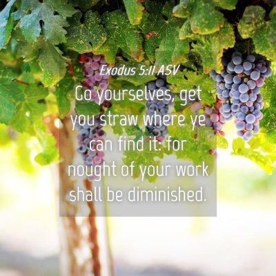 Picture 04 - Exodus 5:11 ASV - Go yourselves, get you straw where ye can find - Bible Verse Picture