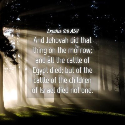 Picture 04 - Exodus 9:6 ASV - And Jehovah did that thing on the morrow; and all - Bible Verse Picture