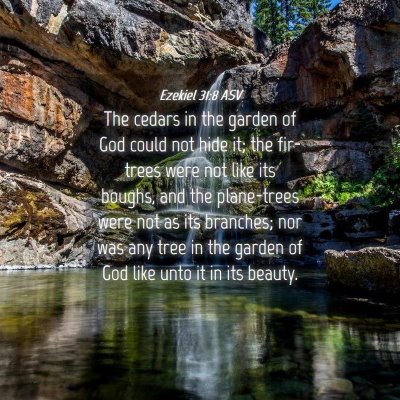 Picture 04 - Ezekiel 31:8 ASV - The cedars in the garden of God could not hide - Bible Verse Picture