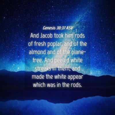 Picture 04 - Genesis 30:37 ASV - And Jacob took him rods of fresh poplar, and of - Bible Verse Picture