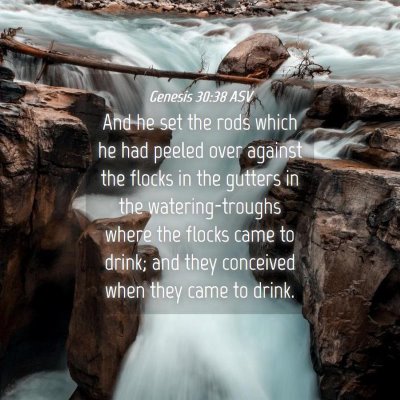 Picture 04 - Genesis 30:38 ASV - And he set the rods which he had peeled over - Bible Verse Picture