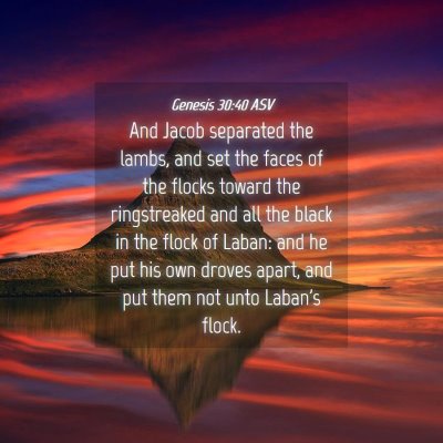 Picture 04 - Genesis 30:40 ASV - And Jacob separated the lambs, and set the faces - Bible Verse Picture