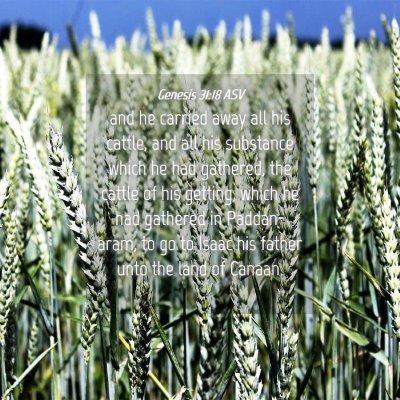 Picture 04 - Genesis 31:18 ASV - and he carried away all his cattle, and all his - Bible Verse Picture