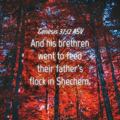 Picture 04 - Genesis 37:12 ASV - And his brethren went to feed their father's - Bible Verse Picture