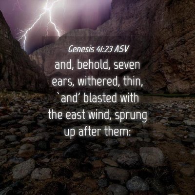 Picture 04 - Genesis 41:23 ASV - and, behold, seven ears, withered, thin, `and' - Bible Verse Picture