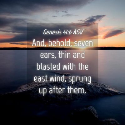 Picture 04 - Genesis 41:6 ASV - And, behold, seven ears, thin and blasted with - Bible Verse Picture