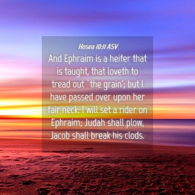 Picture 04 - Hosea 10:11 ASV - And Ephraim is a heifer that is taught, that - Bible Verse Picture