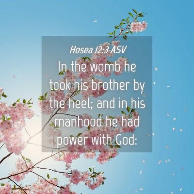 Picture 04 - Hosea 12:3 ASV - In the womb he took his brother by the heel; and - Bible Verse Picture