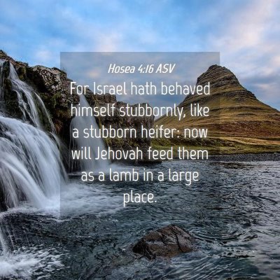 Picture 04 - Hosea 4:16 ASV - For Israel hath behaved himself stubbornly, like - Bible Verse Picture