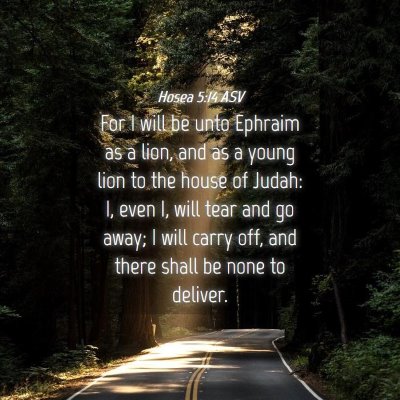 Picture 04 - Hosea 5:14 ASV - For I will be unto Ephraim as a lion, and as a - Bible Verse Picture