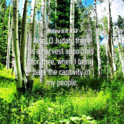 Picture 04 - Hosea 6:11 ASV - Also, O Judah, there is a harvest appointed for - Bible Verse Picture