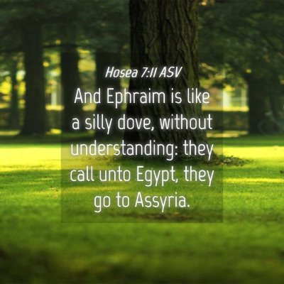 Picture 04 - Hosea 7:11 ASV - And Ephraim is like a silly dove, without - Bible Verse Picture