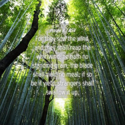 Picture 04 - Hosea 8:7 ASV - For they sow the wind, and they shall reap the - Bible Verse Picture