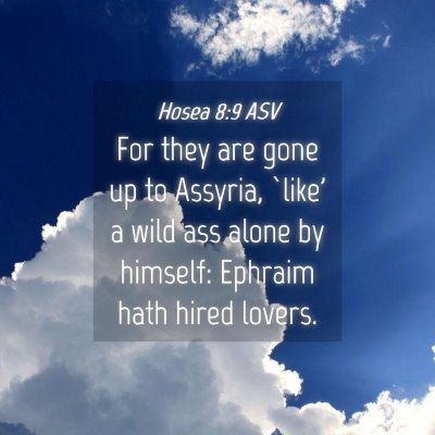 Picture 04 - Hosea 8:9 ASV - For they are gone up to Assyria, `like' a wild - Bible Verse Picture
