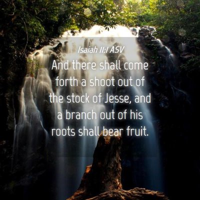 Picture 04 - Isaiah 11:1 ASV - And there shall come forth a shoot out of the - Bible Verse Picture