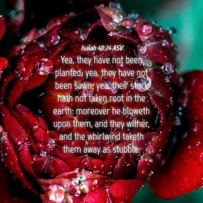 Picture 04 - Isaiah 40:24 ASV - Yea, they have not been planted; yea, they have - Bible Verse Picture