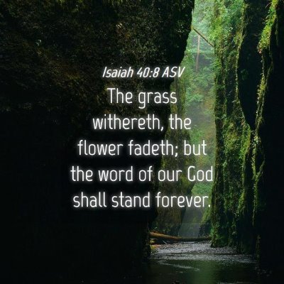 Picture 04 - Isaiah 40:8 ASV - The grass withereth, the flower fadeth; but the - Bible Verse Picture