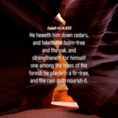 Picture 04 - Isaiah 44:14 ASV - He heweth him down cedars, and taketh the - Bible Verse Picture