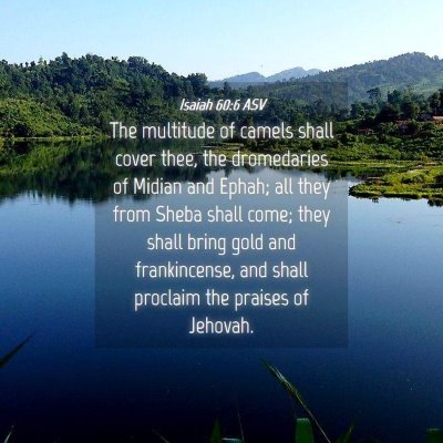 Picture 04 - Isaiah 60:6 ASV - The multitude of camels shall cover thee, the - Bible Verse Picture