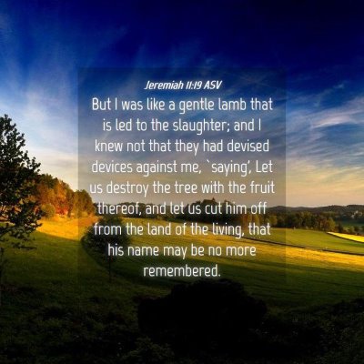 Picture 04 - Jeremiah 11:19 ASV - But I was like a gentle lamb that is led to the - Bible Verse Picture