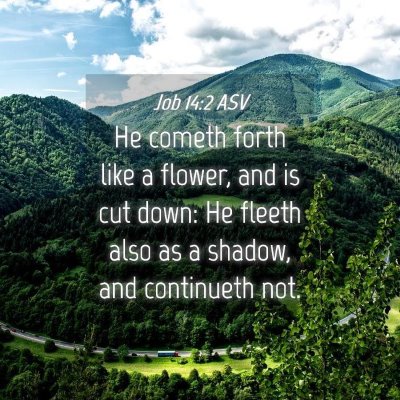 Picture 04 - Job 14:2 ASV - He cometh forth like a flower, and is cut down: - Bible Verse Picture