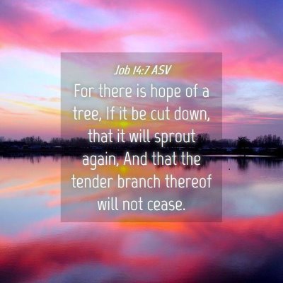 Picture 04 - Job 14:7 ASV - For there is hope of a tree, If it be cut down, - Bible Verse Picture
