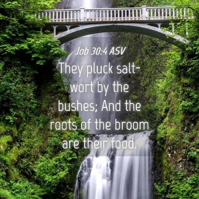 Picture 04 - Job 30:4 ASV - They pluck salt-wort by the bushes; And the roots - Bible Verse Picture