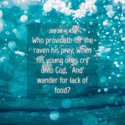 Picture 04 - Job 38:41 ASV - Who provideth for the raven his prey, When his - Bible Verse Picture