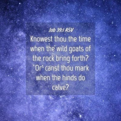 Picture 04 - Job 39:1 ASV - Knowest thou the time when the wild goats of the - Bible Verse Picture