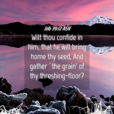 Picture 04 - Job 39:12 ASV - Wilt thou confide in him, that he will bring home - Bible Verse Picture