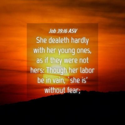 Picture 04 - Job 39:16 ASV - She dealeth hardly with her young ones, as if - Bible Verse Picture