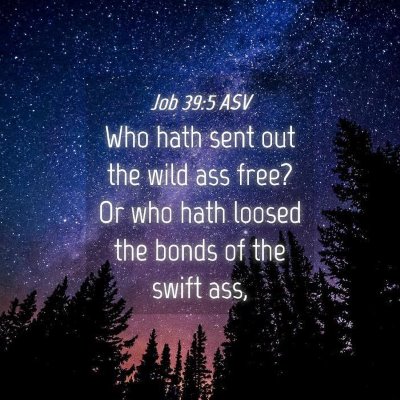 Picture 04 - Job 39:5 ASV - Who hath sent out the wild ass free? Or who hath - Bible Verse Picture