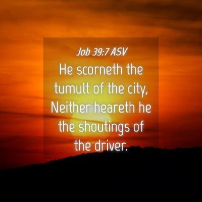 Picture 04 - Job 39:7 ASV - He scorneth the tumult of the city, Neither - Bible Verse Picture