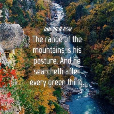 Picture 04 - Job 39:8 ASV - The range of the mountains is his pasture, And he - Bible Verse Picture