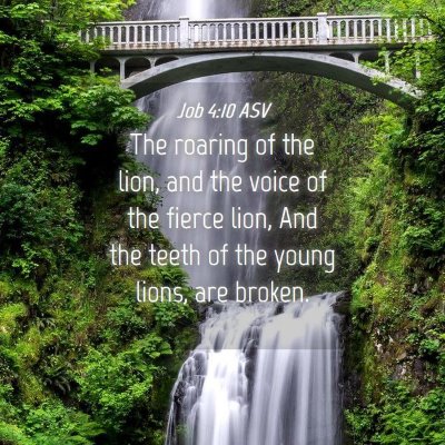 Picture 04 - Job 4:10 ASV - The roaring of the lion, and the voice of the - Bible Verse Picture
