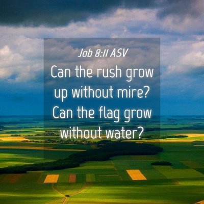Picture 04 - Job 8:11 ASV - Can the rush grow up without mire? Can the flag - Bible Verse Picture