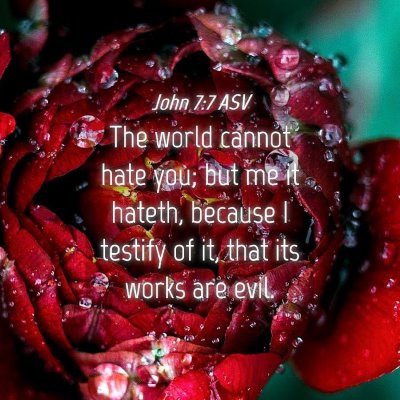Picture 04 - John 7:7 ASV - The world cannot hate you; but me it hateth, - Bible Verse Picture