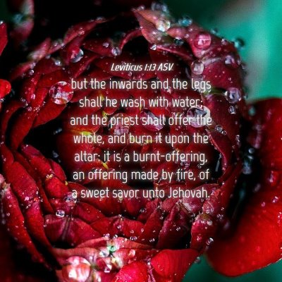 Picture 04 - Leviticus 1:13 ASV - but the inwards and the legs shall he wash with - Bible Verse Picture